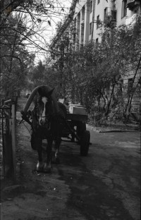 1981. Повозка во дворе дома по ул. Первомайской